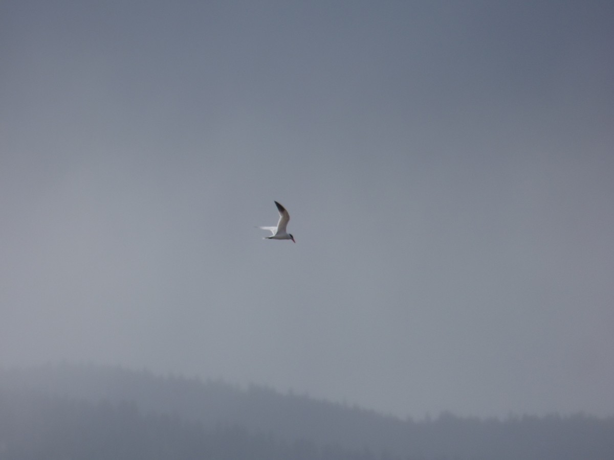 Caspian Tern - ML55003171