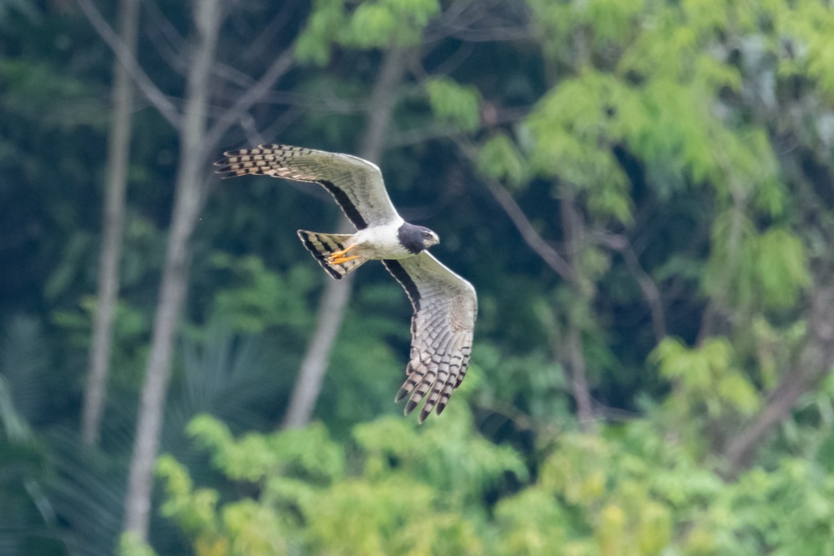 Long-winged Harrier - ML550032031