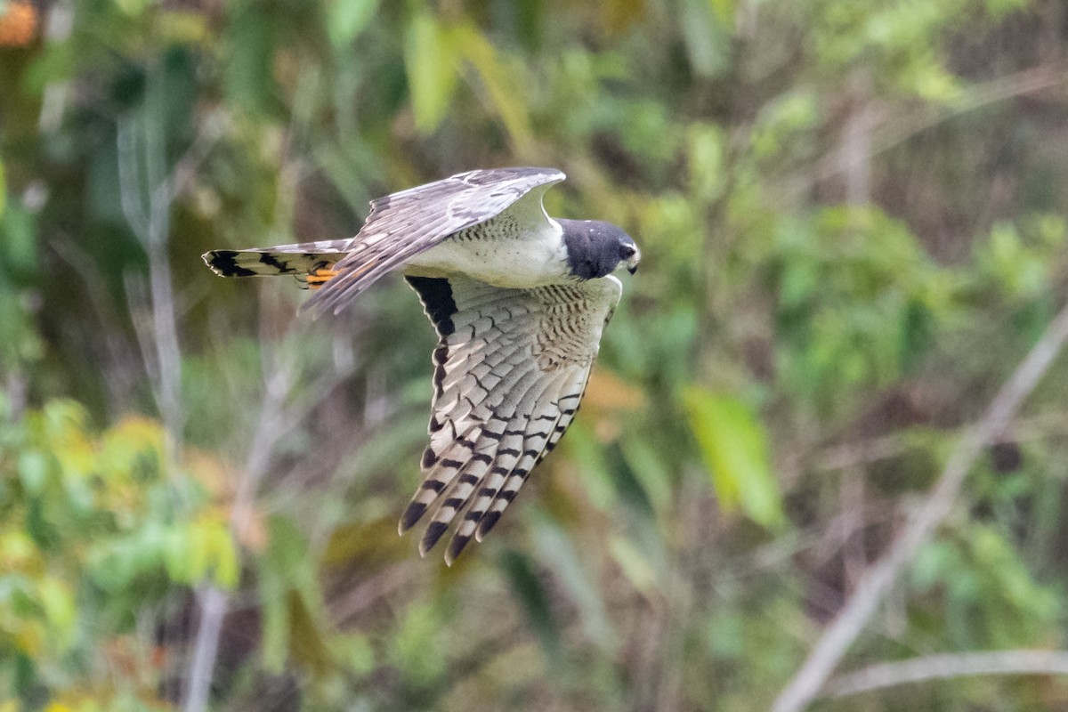 Long-winged Harrier - ML550032041