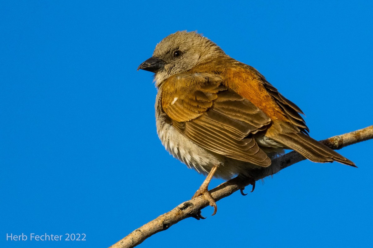 Southern Gray-headed Sparrow - ML550032511