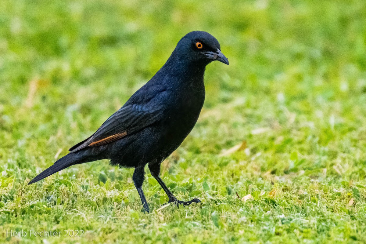 Pale-winged Starling - ML550033031