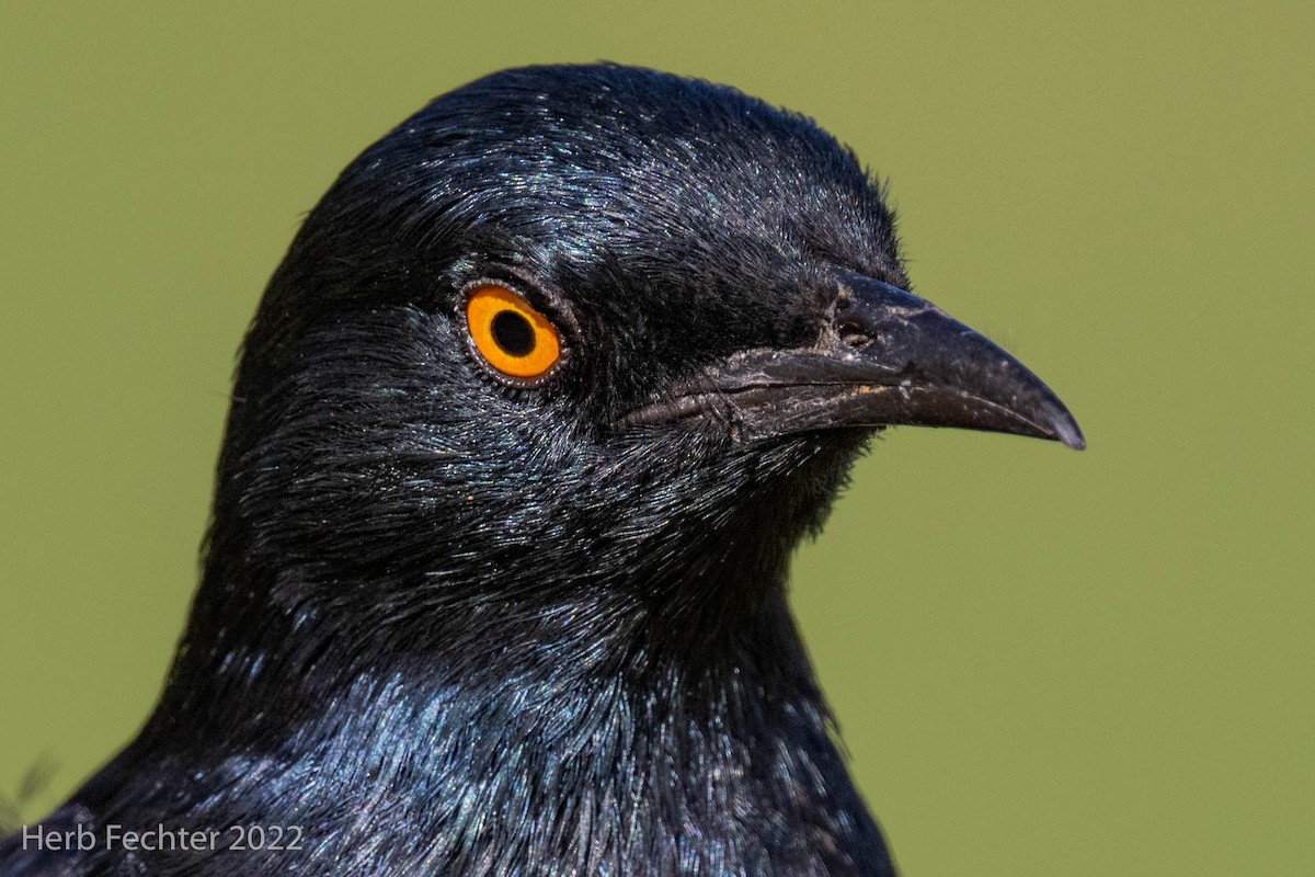 Pale-winged Starling - ML550033041