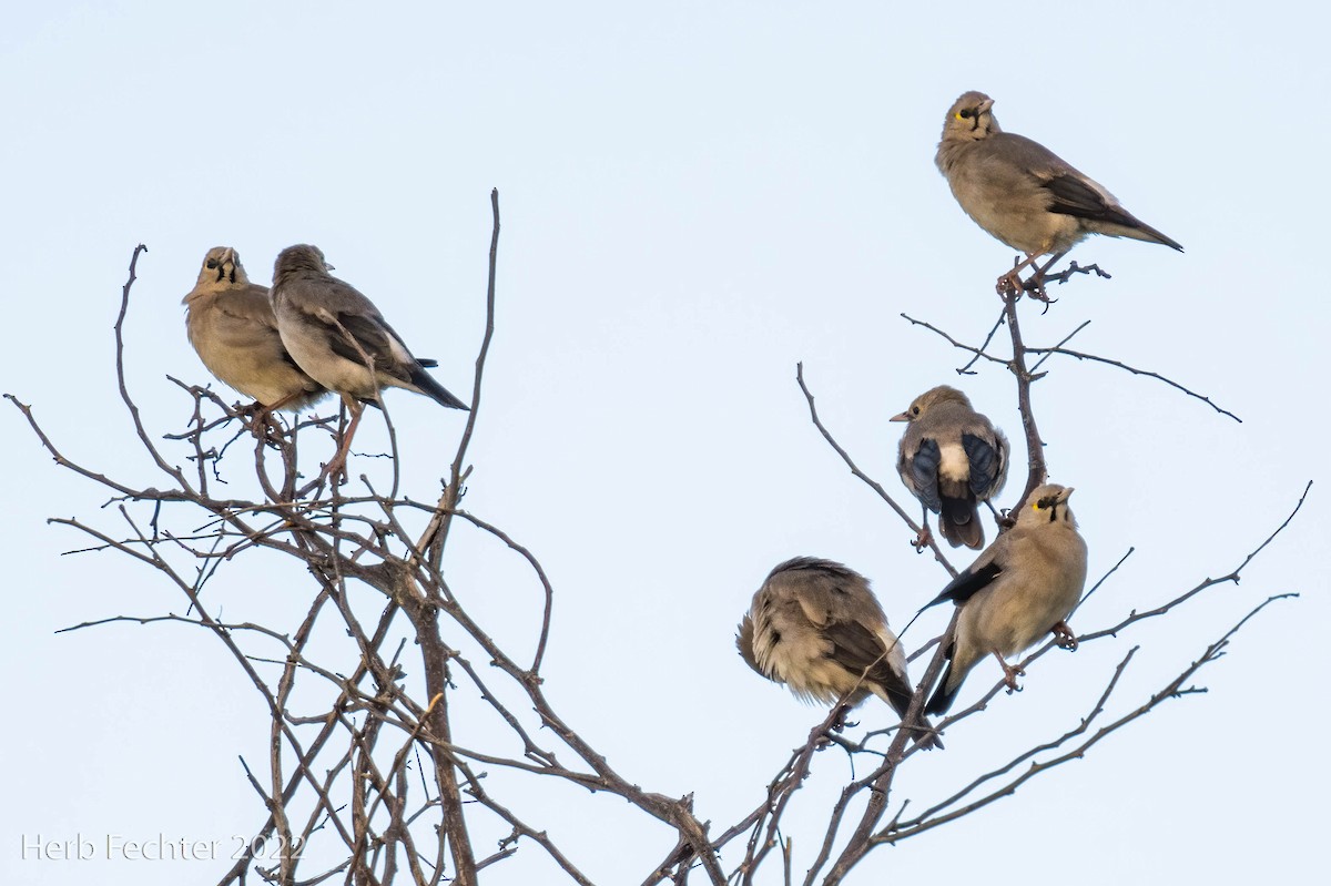 Wattled Starling - ML550033101