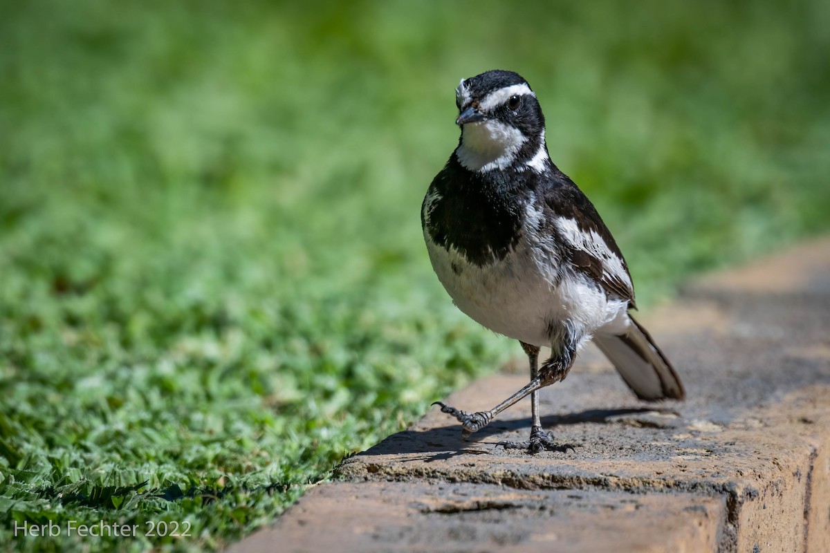 African Pied Wagtail - ML550033741