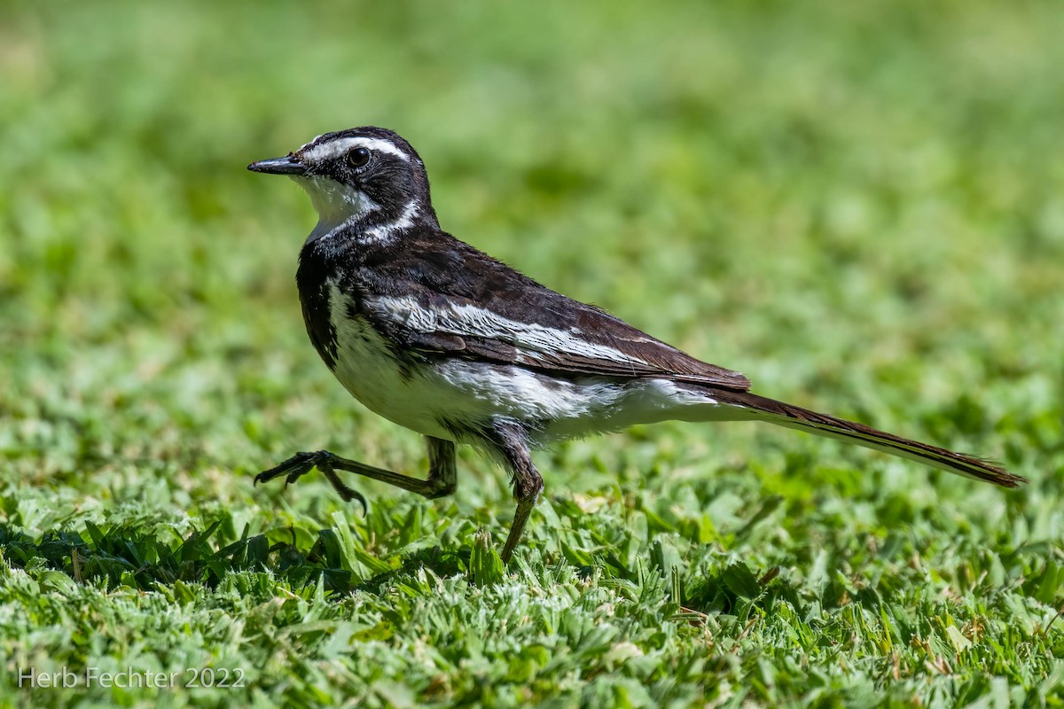 African Pied Wagtail - ML550033751