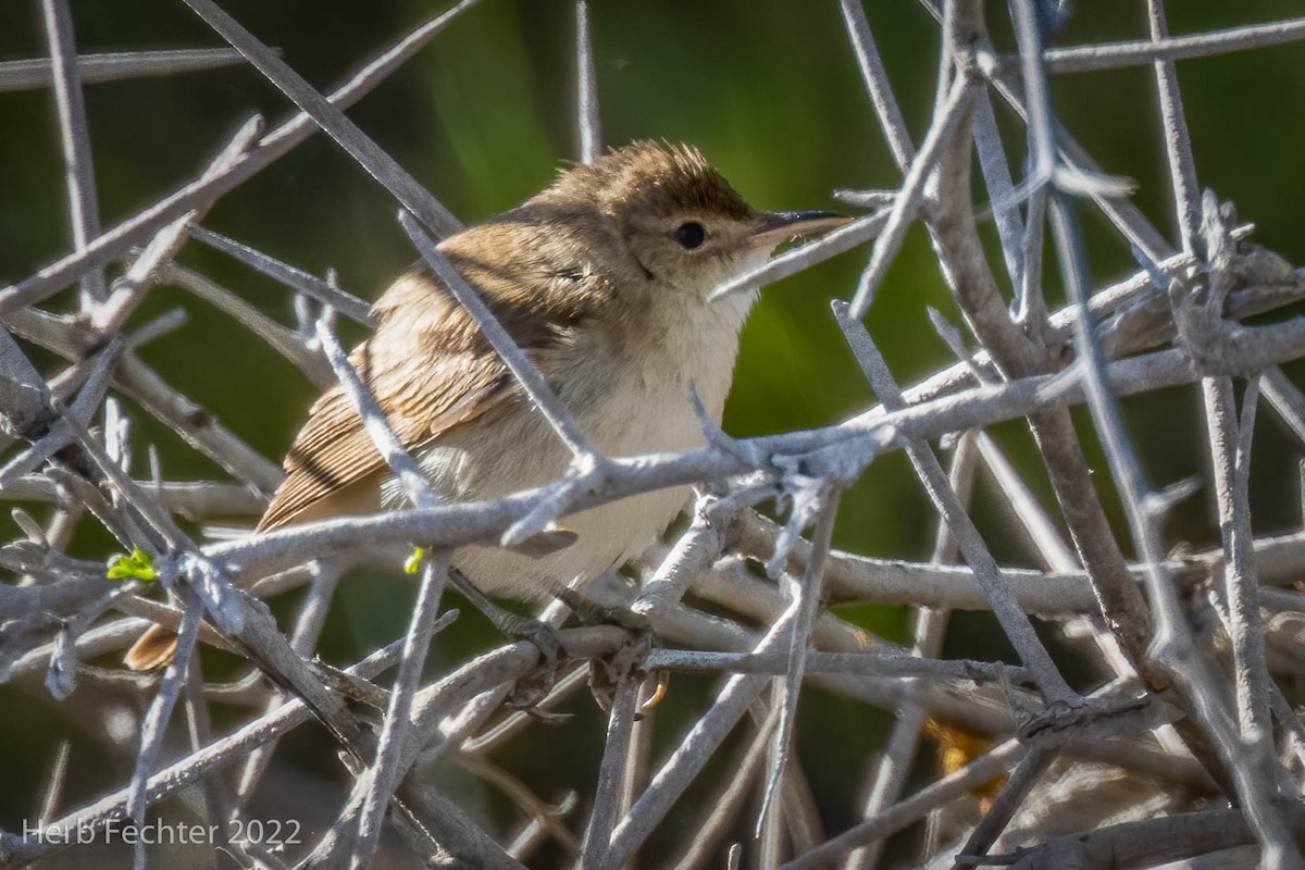 Common Reed Warbler - ML550033961