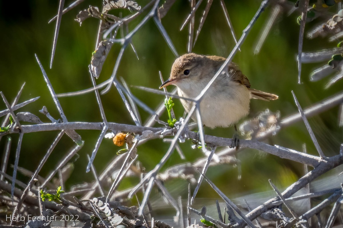 Common Reed Warbler - ML550033981