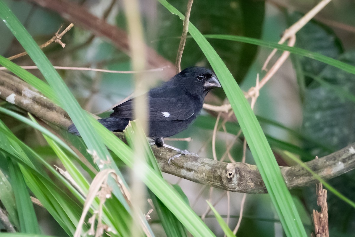 Thick-billed Seed-Finch - Nestor Monsalve (@birds.nestor)