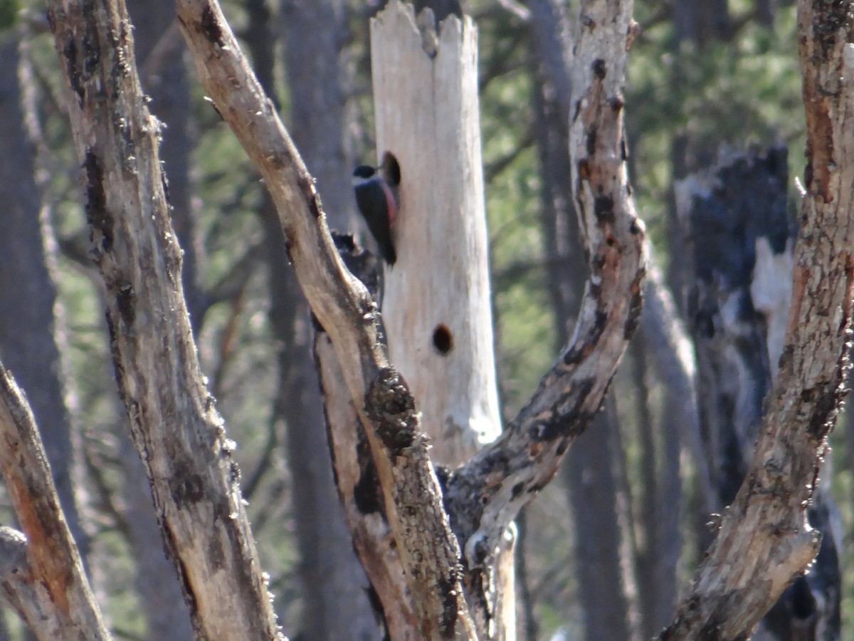 Lewis's Woodpecker - ML550034761