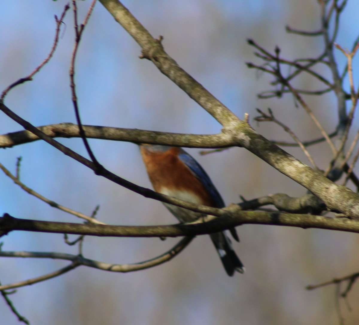 Eastern Bluebird - ML550034871