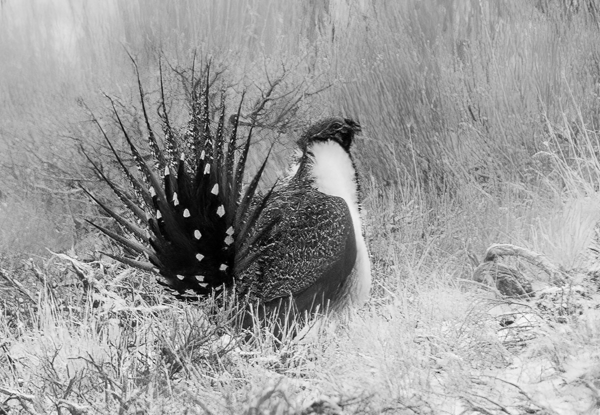 eBird Checklist - 26 Mar 2023 - Cow Creek Rd. - Owyhee Co. - 19 species