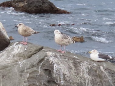 Herring Gull - YUKIKO ISHIKAWA