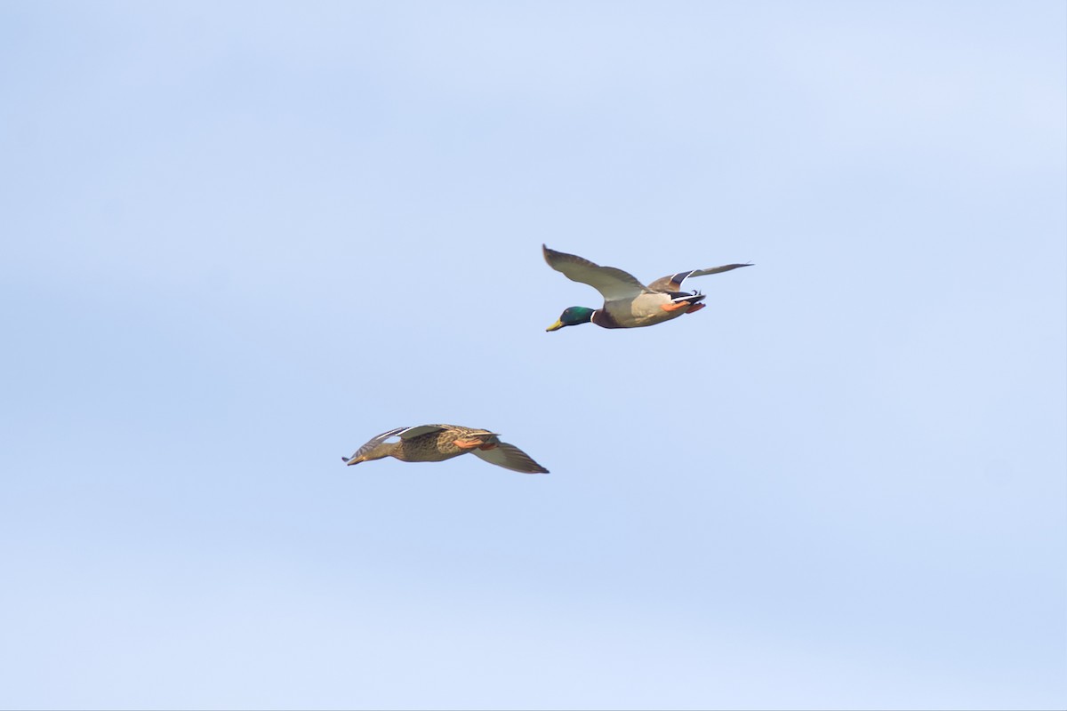 Mallard - ML550035871