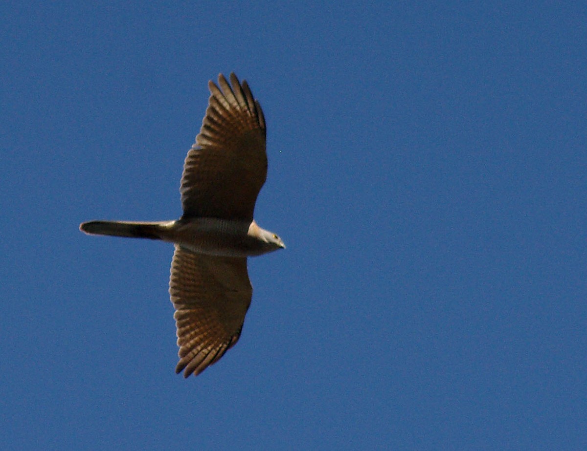 Collared Sparrowhawk - ML550035931