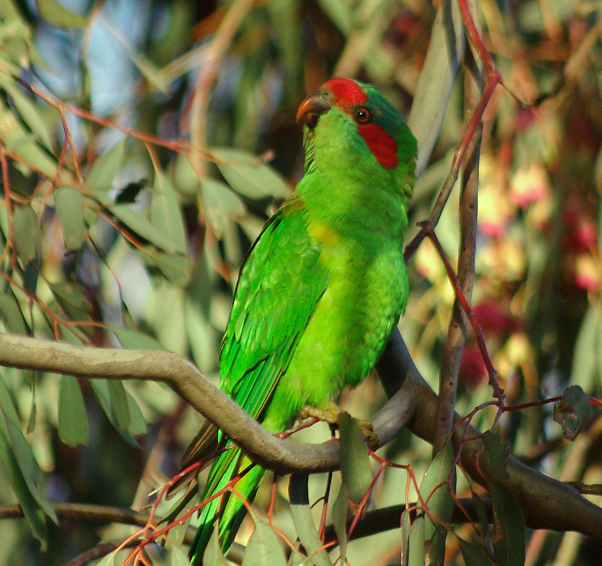 Musk Lorikeet - ML550036771