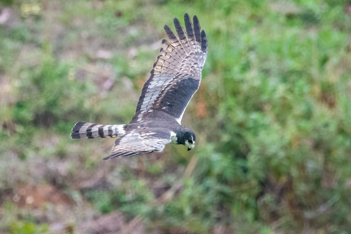 Long-winged Harrier - ML550038081