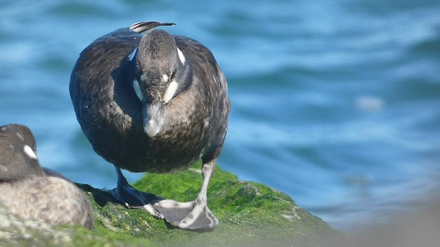 Harlequin Duck - ML550039741