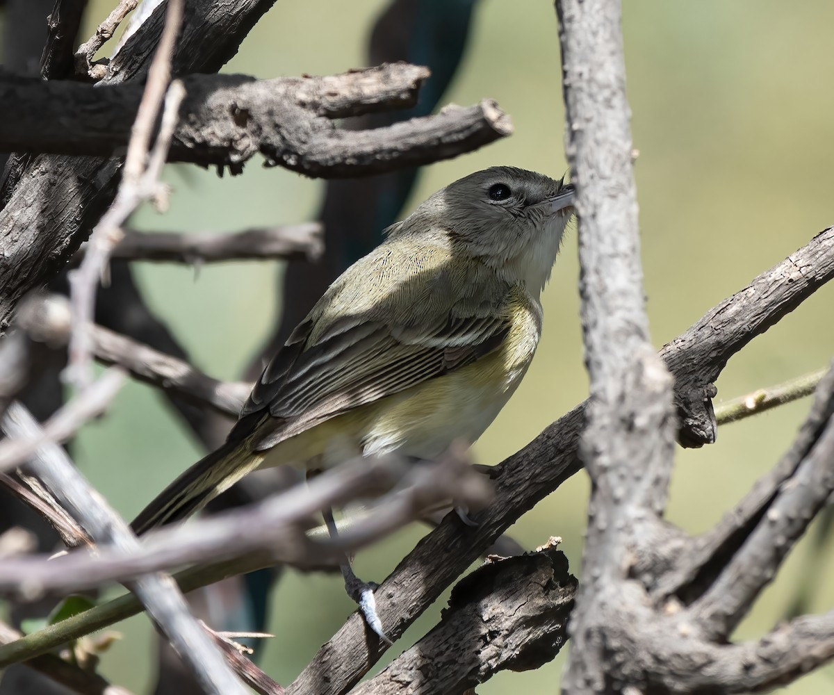 Bell's Vireo (Eastern) - ML550039791