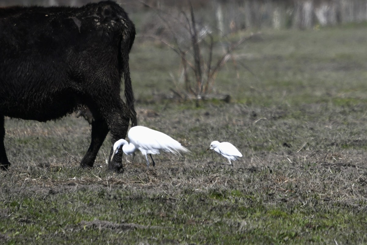 Western Cattle Egret - jeff  allen