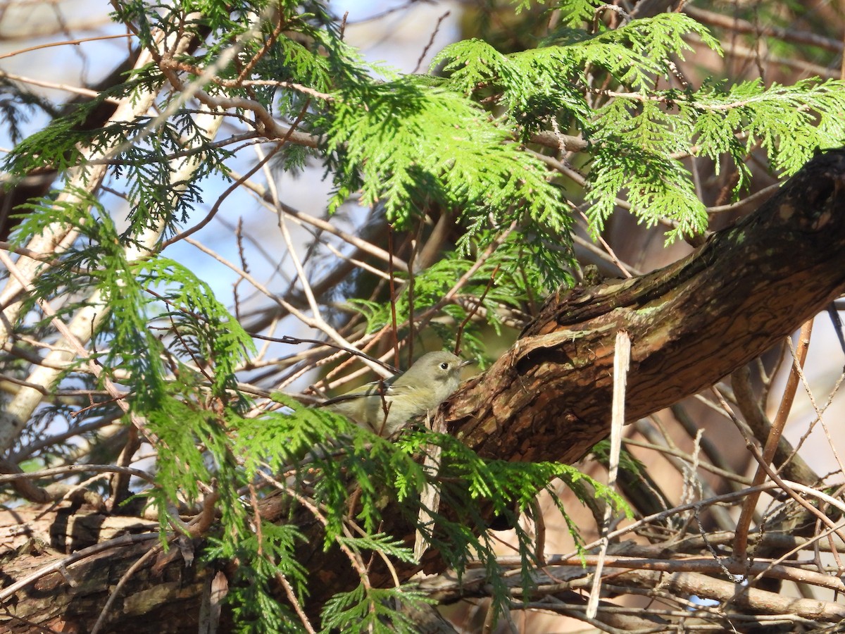 Ruby-crowned Kinglet - ML550040591