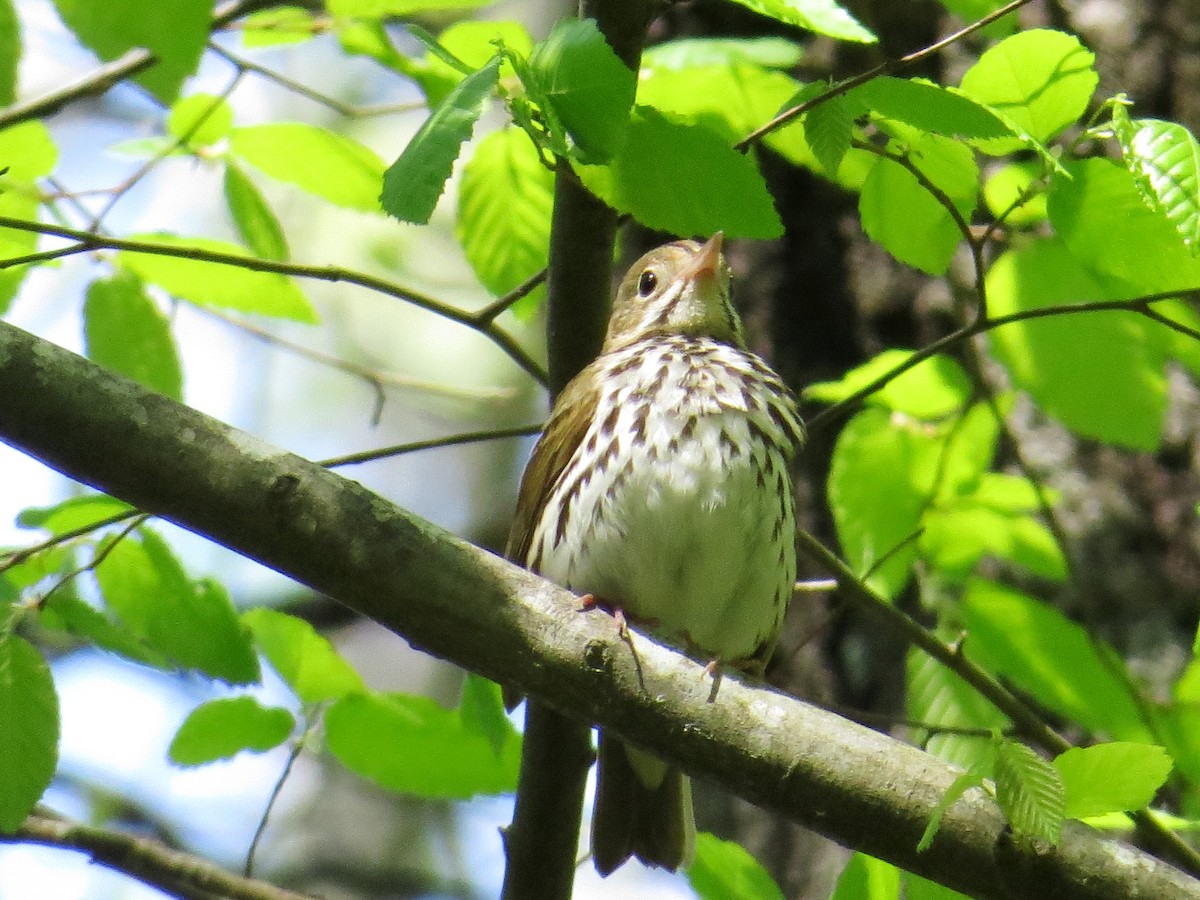 Ovenbird - WS Barbour