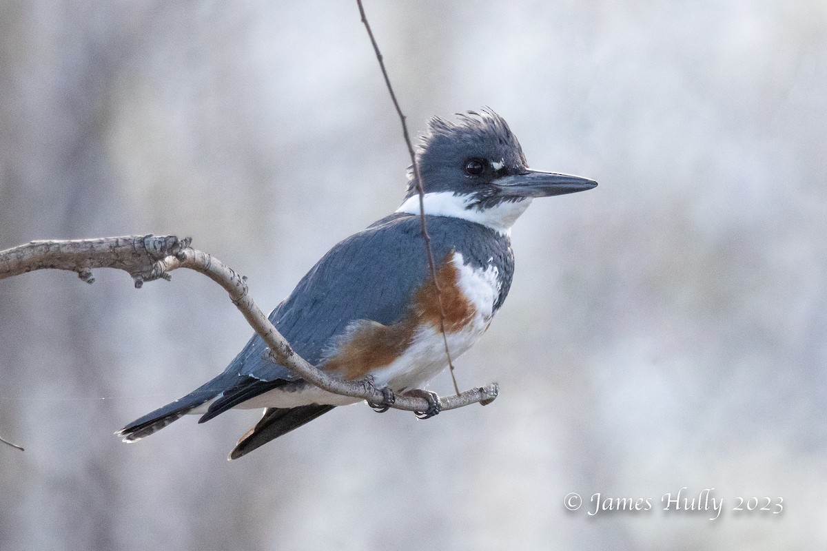 Belted Kingfisher - ML550042891