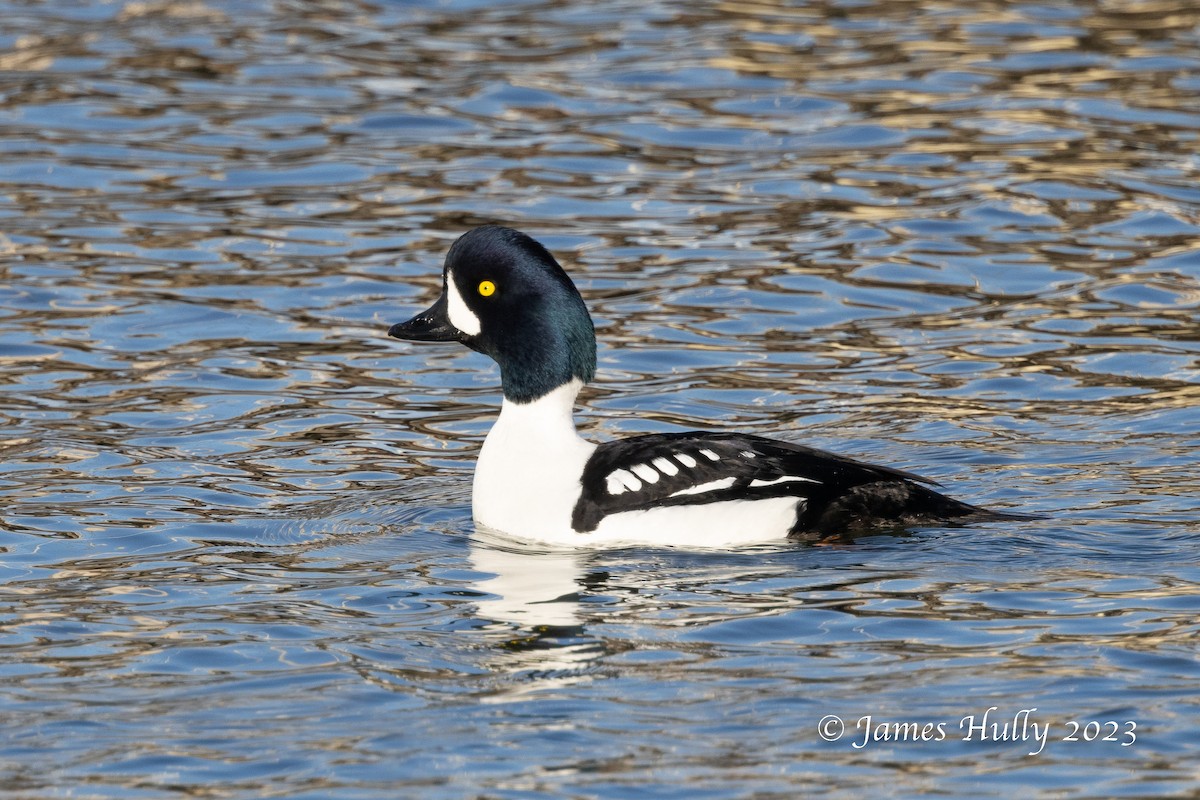 Barrow's Goldeneye - ML550043071