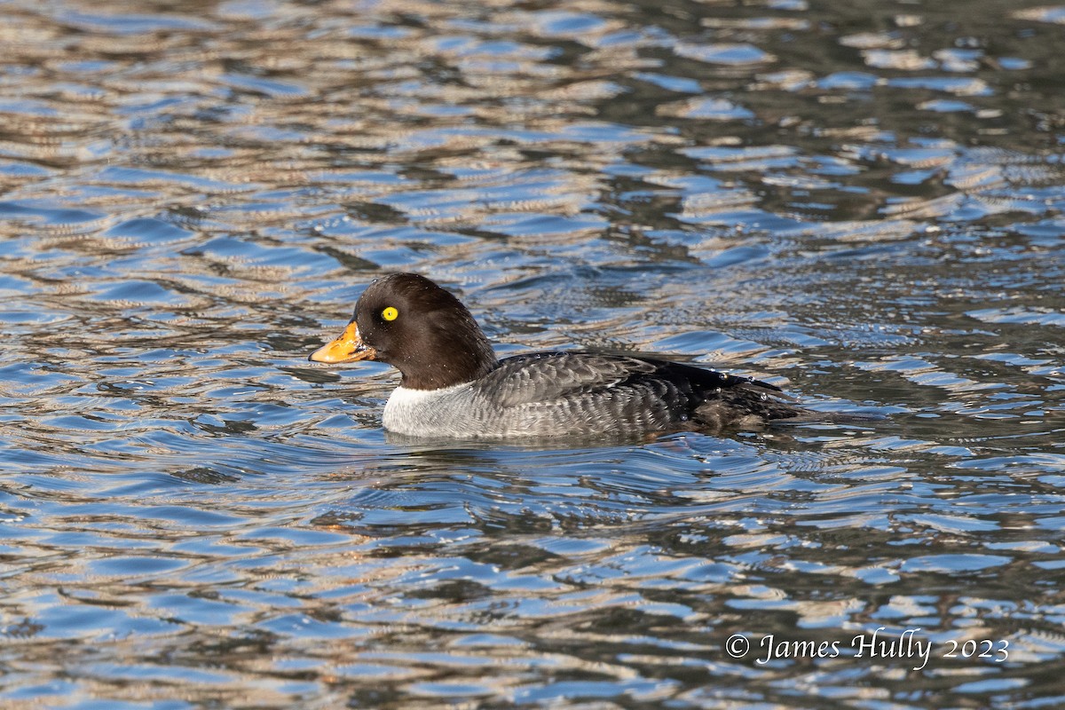 Barrow's Goldeneye - ML550043101