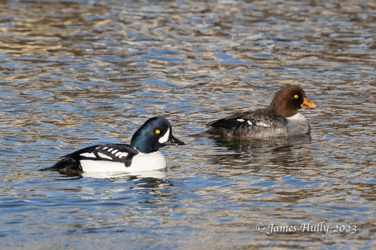 Barrow's Goldeneye - ML550043181