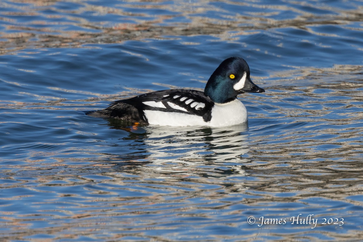 Barrow's Goldeneye - ML550043241