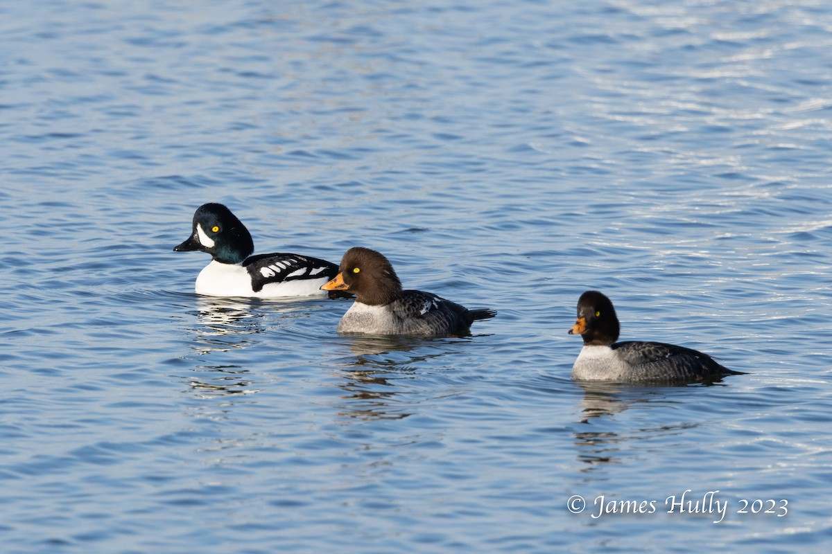 Barrow's Goldeneye - ML550043341