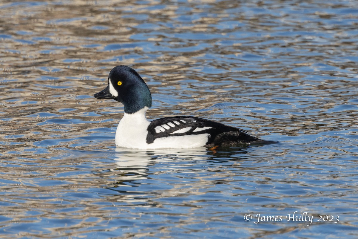 Barrow's Goldeneye - ML550043451