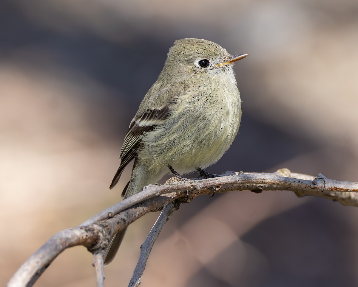 Hammond's Flycatcher - Mark Sawyer