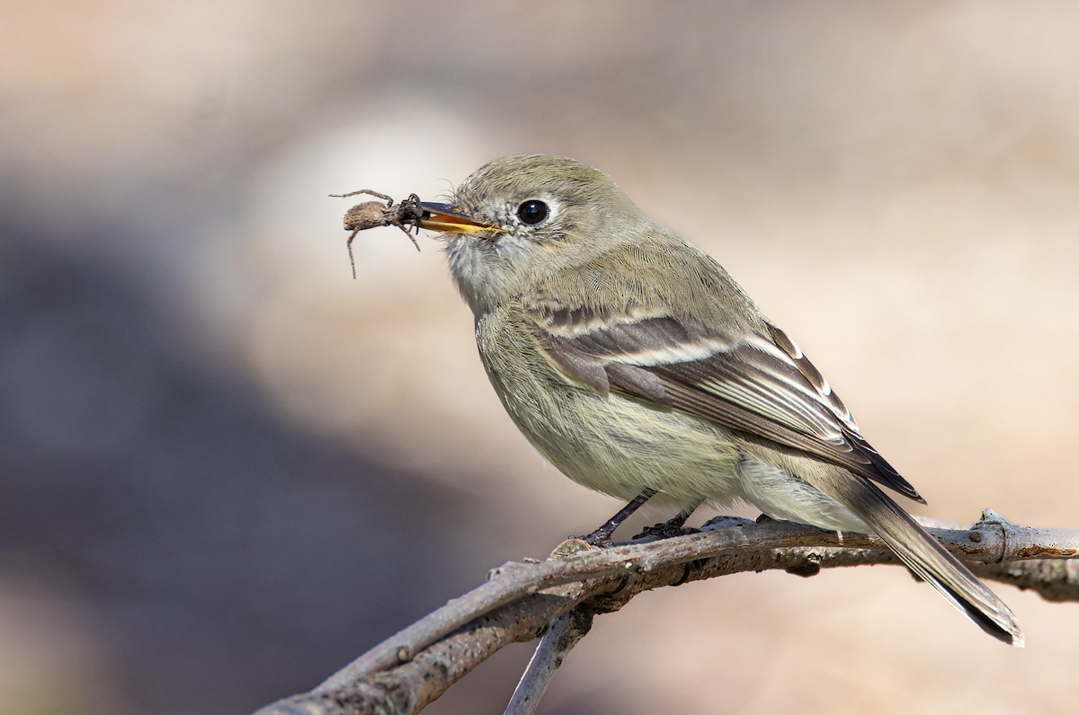 Hammond's Flycatcher - ML550044071