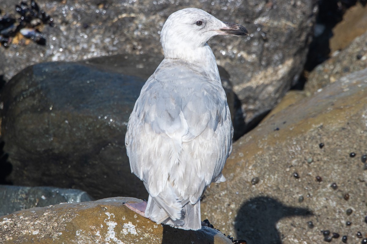Glaucous-winged Gull - Tristan Yoo