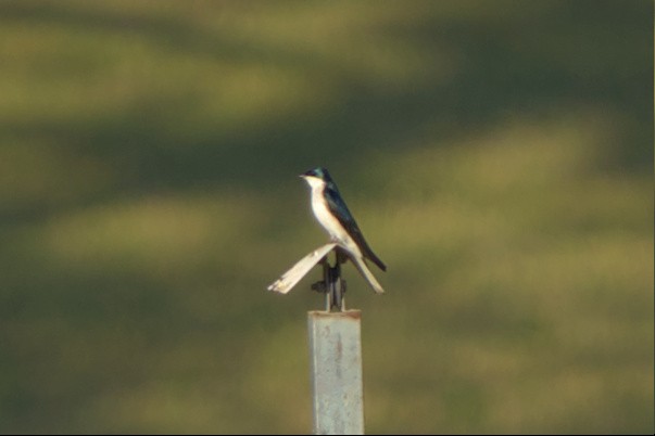 Golondrina Bicolor - ML550045761