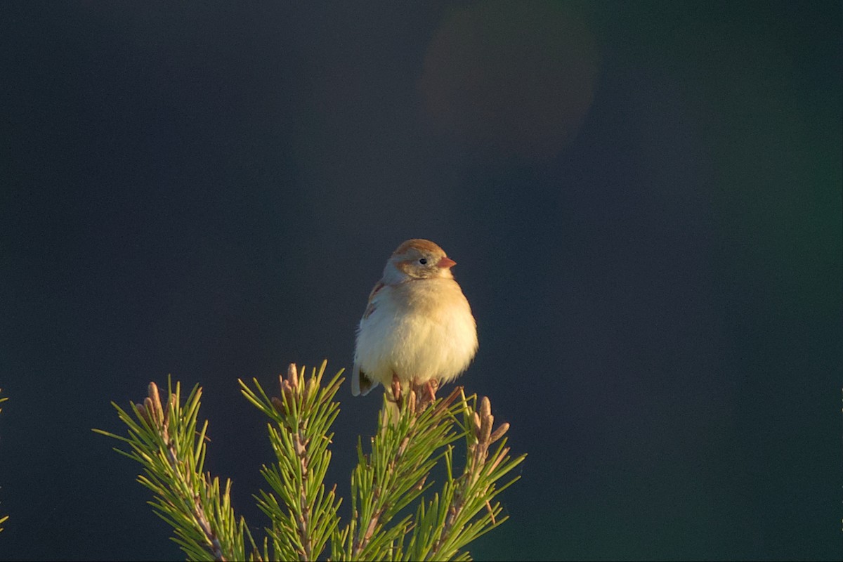 Field Sparrow - ML550045871