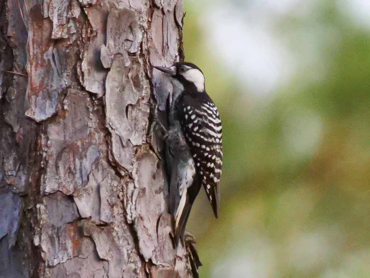 Red-cockaded Woodpecker - ML550046981