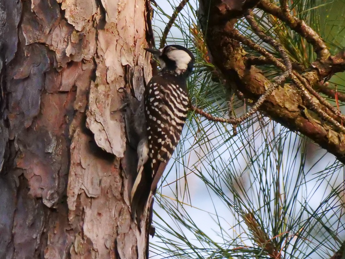 Red-cockaded Woodpecker - ML550046991