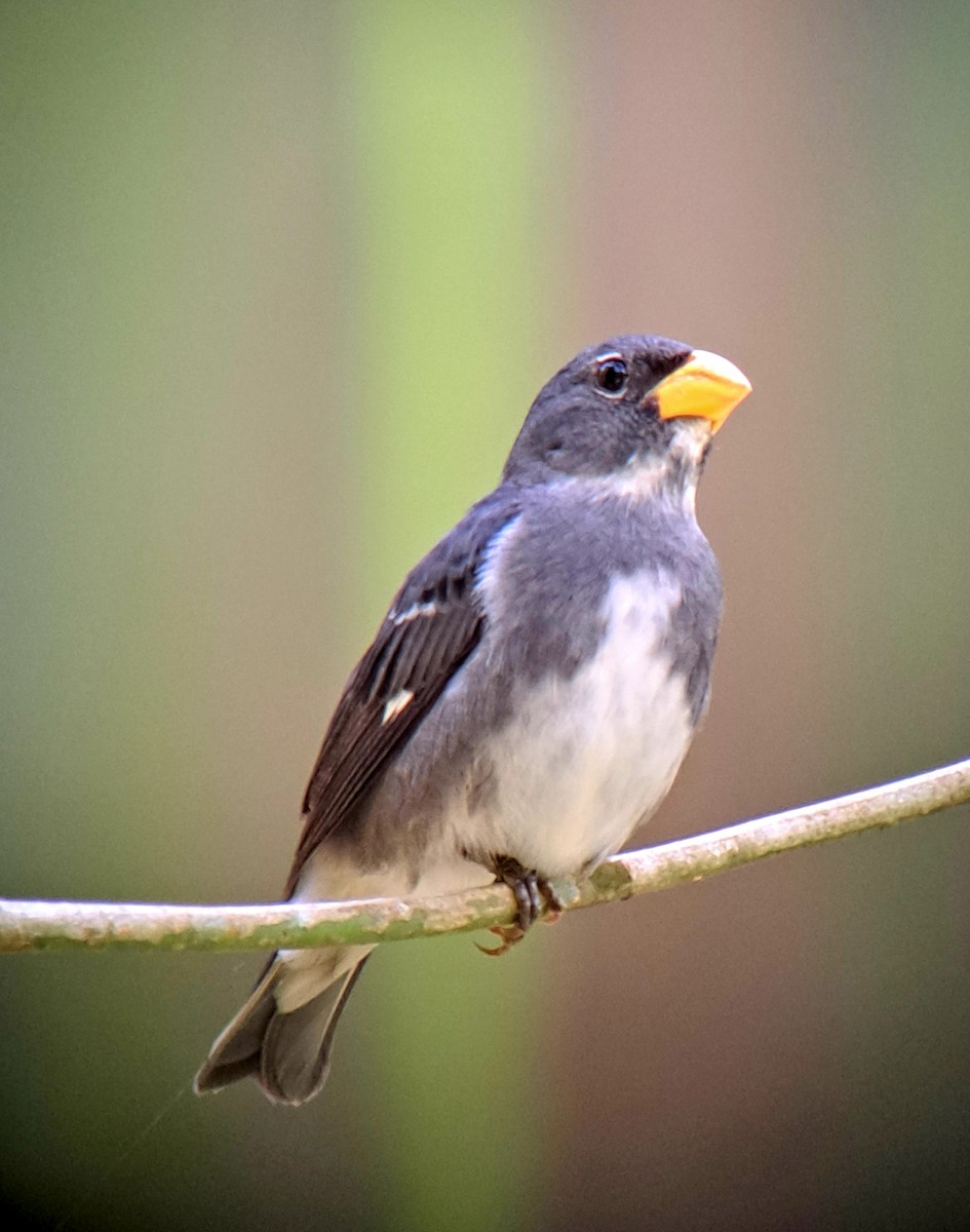 Slate-colored Seedeater - ML550048941