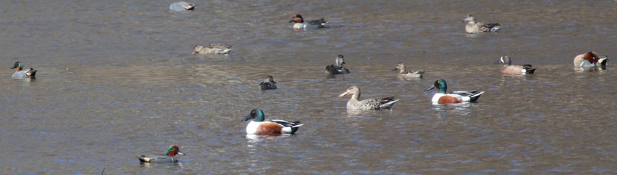 Blue-winged Teal - ML550049441