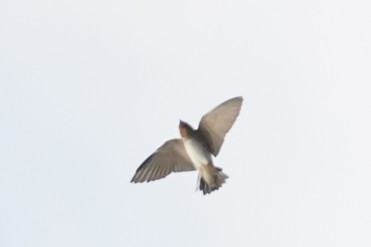 Cave Swallow - ML550051531