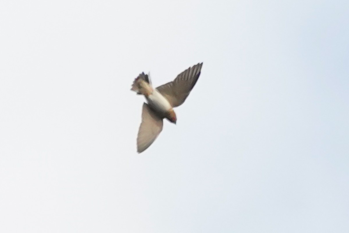 Cave Swallow - ML550051541