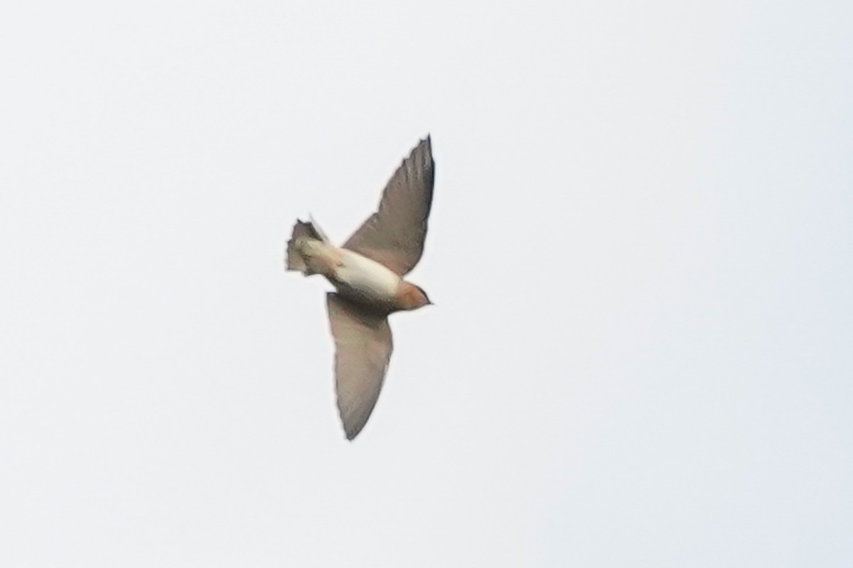 Cave Swallow - ML550051551