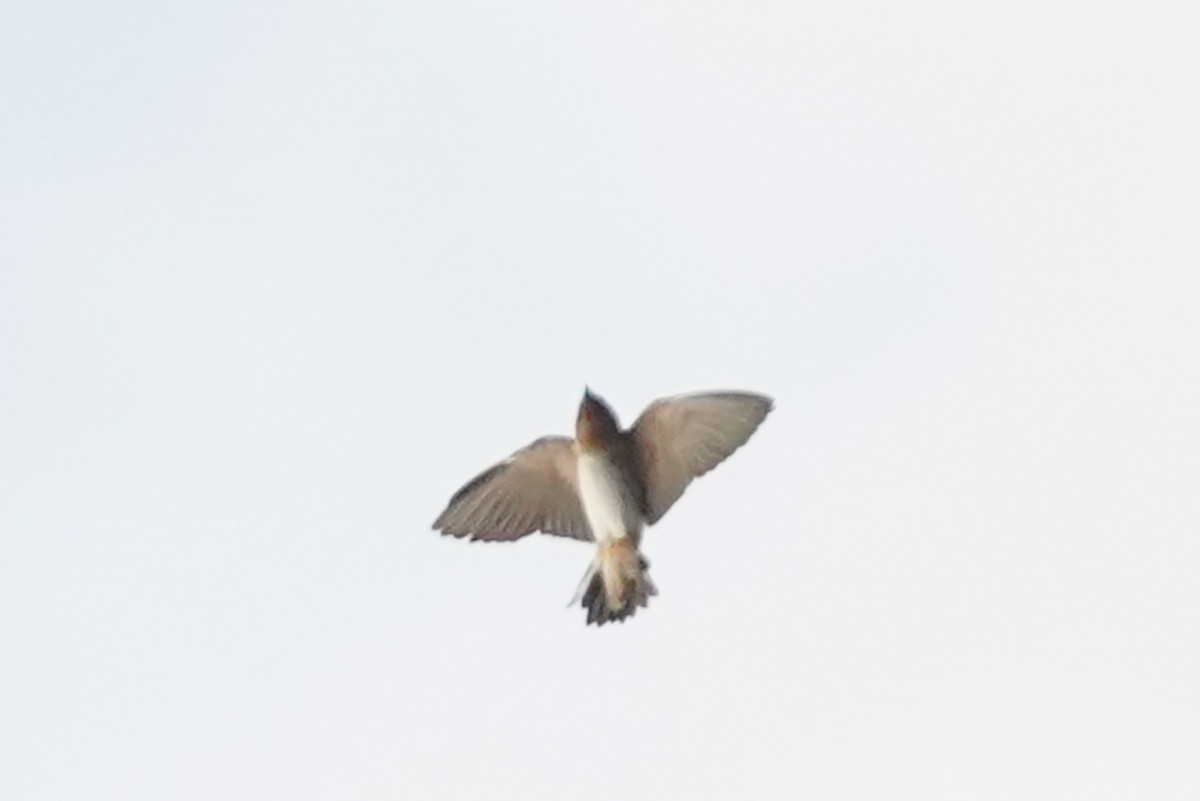 Cave Swallow - ML550051561