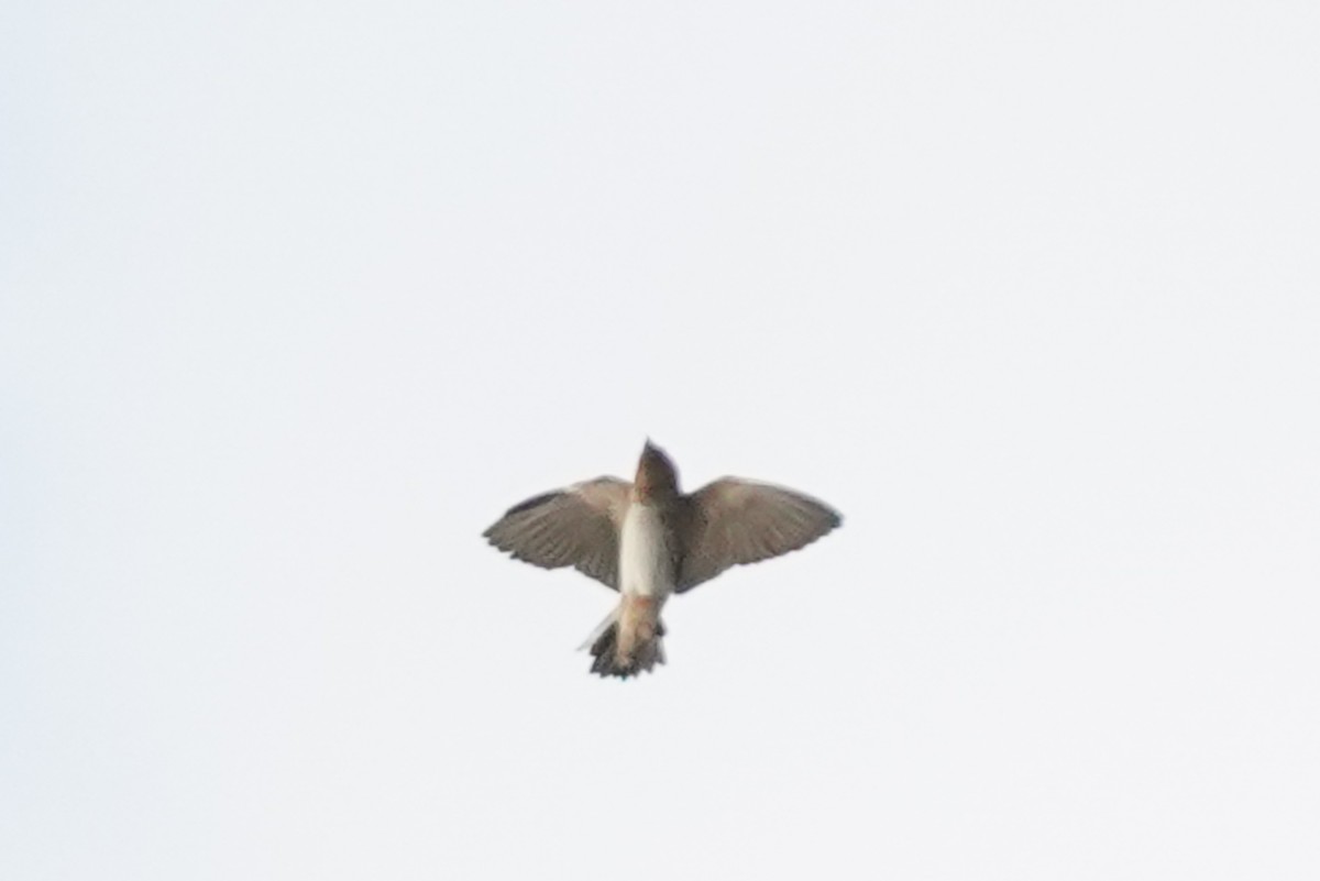 Cave Swallow - ML550051571