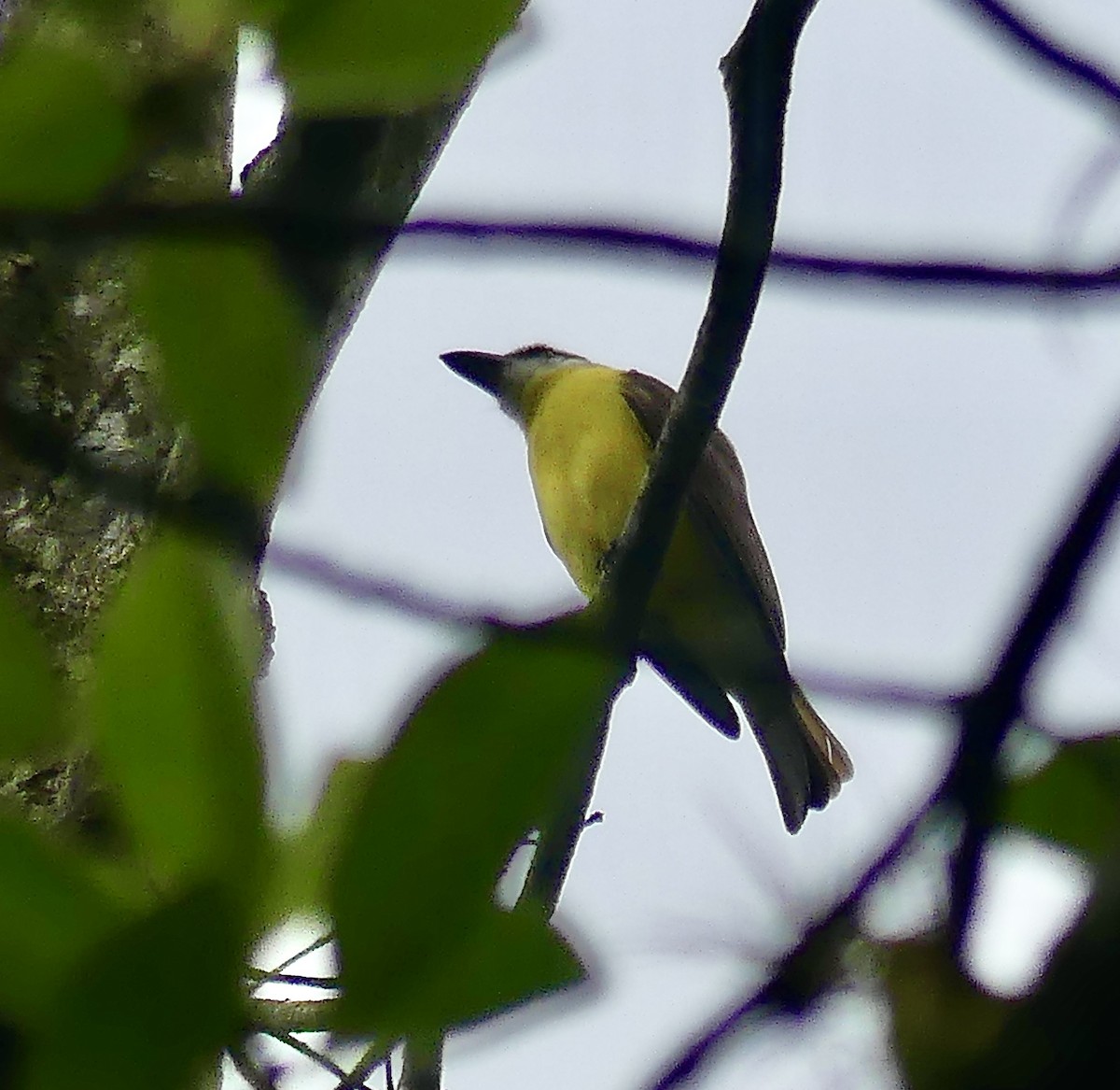 Boat-billed Flycatcher - ML550051621