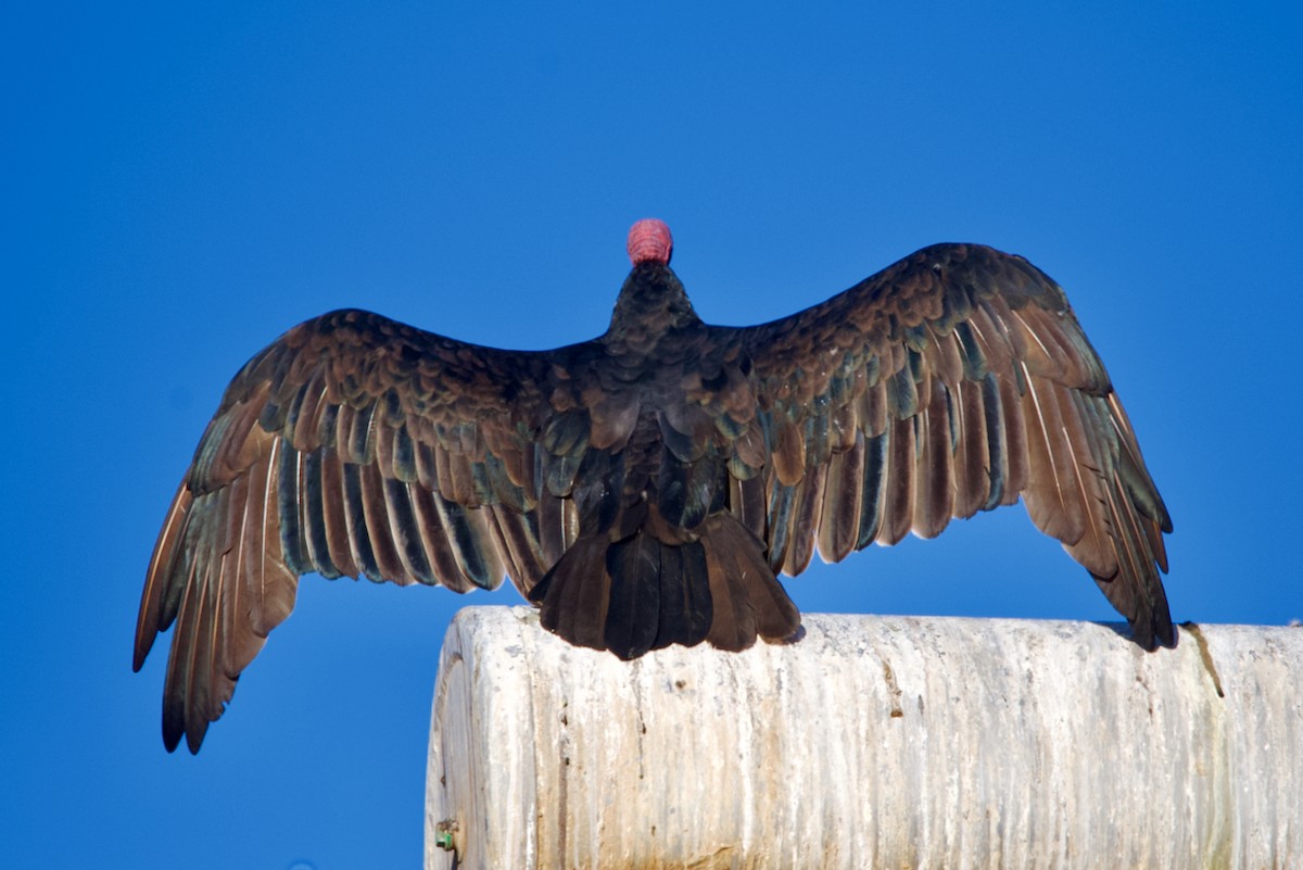 Turkey Vulture - ML550051791
