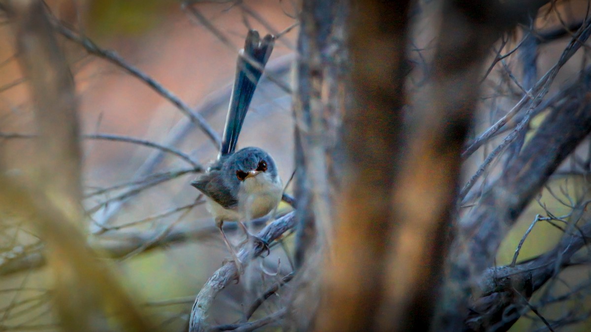 Purple-backed Fairywren (Lavender-flanked) - ML550053451