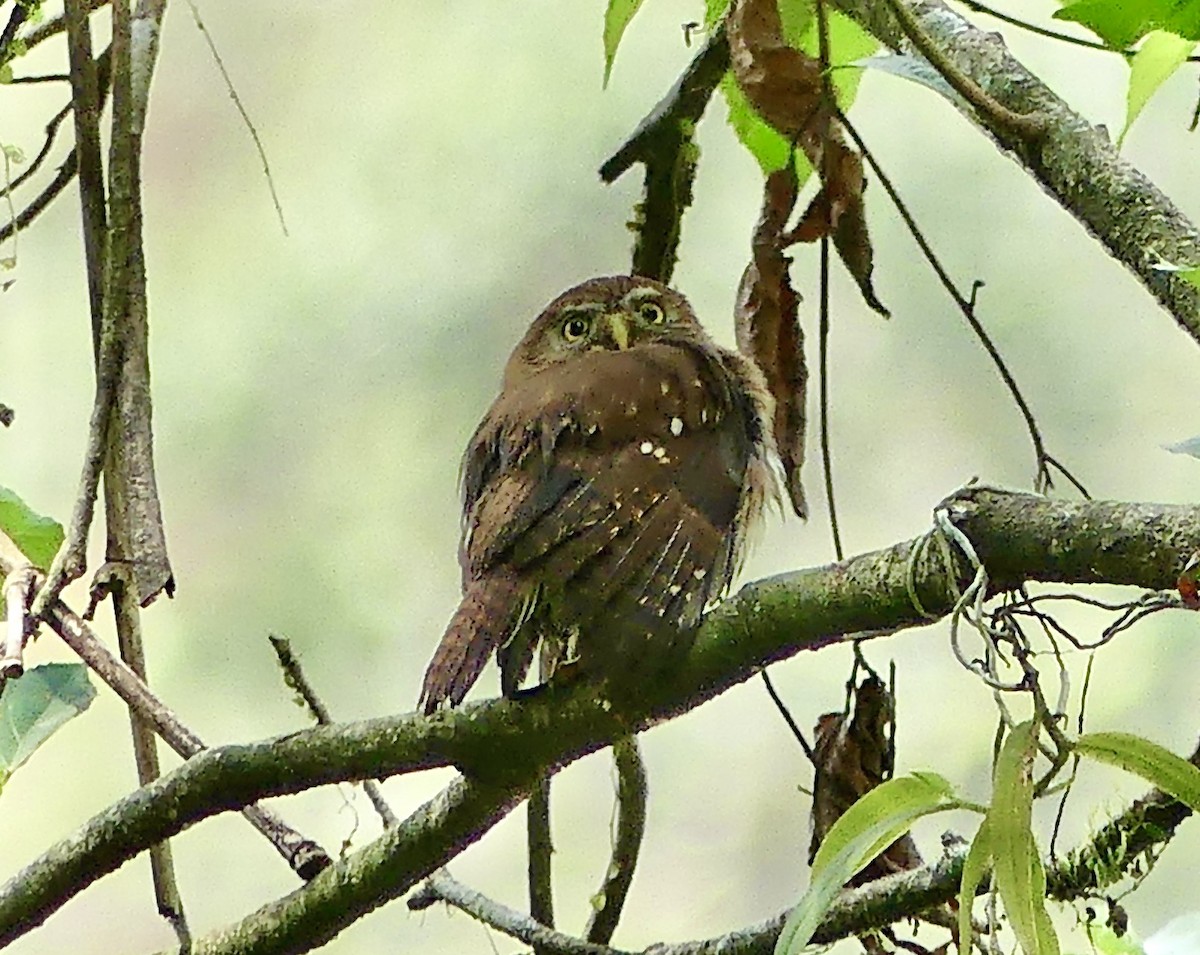 Ferruginous Pygmy-Owl - ML550054161